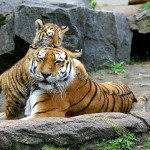 1920px-Tiger_berlin-3
