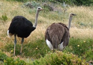 Ostriches_cape_point_cropped