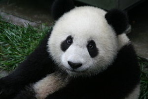 panda2